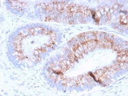 MUC2 Antibody (MLP/842), Novus Biologicals:Antibodies:Primary Antibodies
