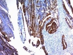 MUC2 Antibody (SPM296) - Azide and BSA Free, Novus Biologicals 0.1 mg;