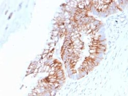 MUC2 Antibody (SPM513), Novus Biologicals 0.02mg; Unlabeled:Antibodies,