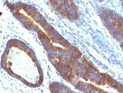 MUC3 Antibody (MUC3/1154), Novus Biologicals 0.02mg; Unlabeled:Antibodies,