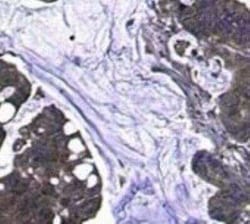 MUC3 Antibody (MUC3/1154), Novus Biologicals 0.02mg; Unlabeled:Antibodies,