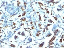 MUC3 Antibody (SPM200), Novus Biologicals 0.02 mg | Buy Online | Novus Biologicals | Fisher Scientific