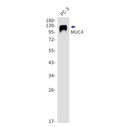 MUC4 Antibody (S05-7I9), Novus Biologicals:Antibodies:Primary Antibodies