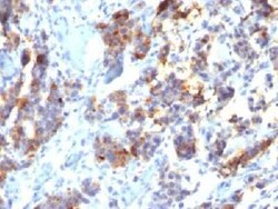 MUC5AC Antibody (45M1) - Azide and BSA Free, Novus Biologicals 0.1mg; Unlabeled:Antibodies,