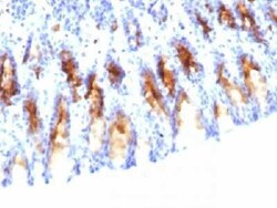 MUC5AC Antibody (45M1) - Azide and BSA Free, Novus Biologicals 0.1mg; Unlabeled:Antibodies,