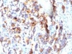 Novus Biologicals MUC5AC Antibody (SPM297) - Azide and BSA Free, Novus Biologicals 0.1 mg | Buy Online | Novus Biologicals | Fisher Scientific