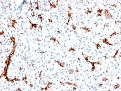 MUC6 Rabbit anti-Human, Clone: MUC6/1553R, Novus Biologicals:Antibodies:Primary