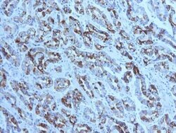 MUC6 Antibody (CLH5), Novus Biologicals 0.1 mg | Buy Online | Novus Biologicals | Fisher Scientific