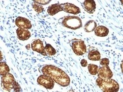 MUC6 Antibody (MUC6/916), Novus Biologicals:Antibodies:Primary Antibodies