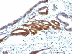 MUC6 Antibody (SPM598), Novus Biologicals:Antibodies:Primary Antibodies