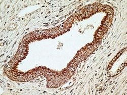 MUL1 Antibody (5H6.2D5) - Azide and BSA Free, Novus Biologicals 0.1 mg;