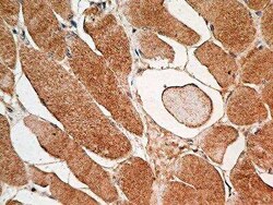 MUL1 Antibody (3G2.2F7) - BSA Free, Novus Biologicals 0.025mg; Unlabeled:Antibodies,