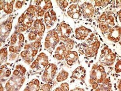 MUL1 Antibody (3G2.2F7) - BSA Free, Novus Biologicals 0.025mg; Unlabeled:Antibodies,