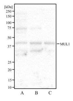 MUL1 Antibody, Novus Biologicals 0.025mg:Antibodies, Polyclonal