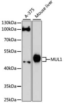 MUL1 Antibody - Azide and BSA Free, Novus Biologicals:Antibodies:Primary