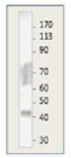 MuRF1/TRIM63 Antibody, Novus Biologicals 0.025 mg; Unconjugated:Antibodies,