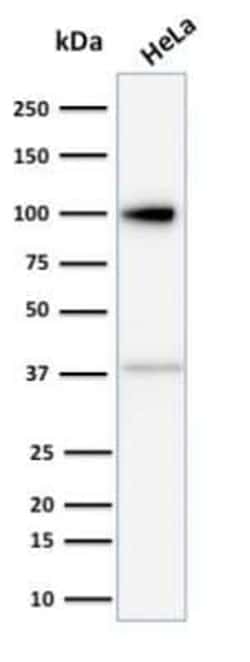 MVP Antibody (1014), Novus Biologicals:Antibodies:Primary Antibodies