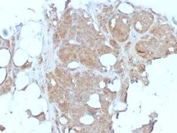 MVP Antibody (1032), Novus Biologicals 0.02mg; Unlabeled:Antibodies, Monoclonal