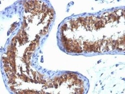 MVP Antibody (1032), Novus Biologicals 0.02mg; Unlabeled:Antibodies, Monoclonal