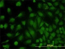 MVP Antibody (2H3-1A6), Novus Biologicals 0.1 mg | Buy Online | Novus Biologicals | Fisher Scientific