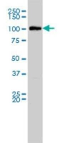 MVP Antibody (2H3-1A6), Novus Biologicals 0.1 mg | Buy Online | Novus Biologicals | Fisher Scientific