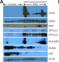 MVP Antibody (2H3-1A6), Novus Biologicals 0.1 mg | Buy Online | Novus Biologicals | Fisher Scientific