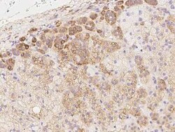 MXRA7 Antibody, Novus Biologicals 100 &mu;g; Unconjugated:Antibodies, Polyclonal