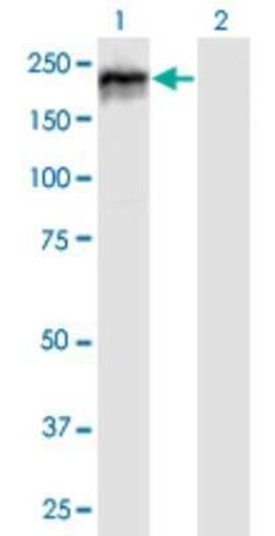 MYBBP1A Antibody, Novus Biologicals 0.05 mg | Buy Online | Novus Biologicals | Fisher Scientific