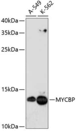 MYCBP Antibody - Azide and BSA Free, Novus Biologicals 0.1 mL, Unconjugated:Antibodies,