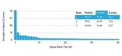 MYCL1/L-Myc Mouse anti-Human, Clone: PCRP-MYCL-2D5, Novus Biologicals 20