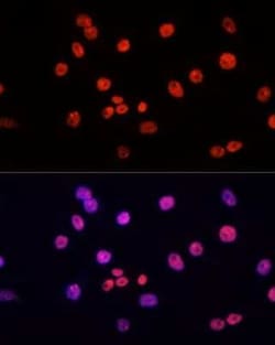 MYCT1 Antibody - Azide and BSA Free, Novus Biologicals 100 &mu;g; Unconjugated:Antibodies,