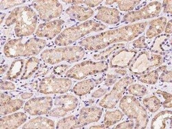 MYD118 Antibody, Novus Biologicals 100 &mu;g; Unconjugated:Antibodies,