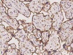 MYD118 Antibody, Novus Biologicals 100 &mu;g; Unconjugated:Antibodies,
