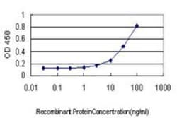 MYH Antibody (4D10), Novus Biologicals 0.1 mg; Unconjugated:Antibodies,