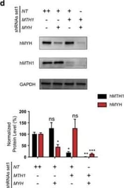 MYH Antibody (4D10), Novus Biologicals 0.1 mg; Unconjugated:Antibodies,