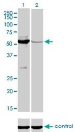 MYH Antibody (4D10), Novus Biologicals 0.1 mg; Unconjugated:Antibodies,
