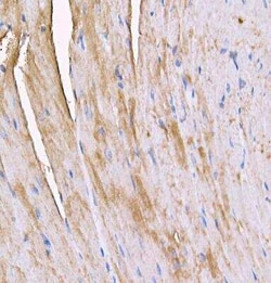 MYH4 Antibody - BSA Free, Novus Biologicals 100 &mu;g; Unconjugated:Antibodies,