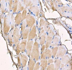 MYH4 Antibody - BSA Free, Novus Biologicals 100 &mu;g; Unconjugated:Antibodies,