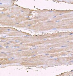 MYH4 Antibody - BSA Free, Novus Biologicals 100 &mu;g; Unconjugated:Antibodies,