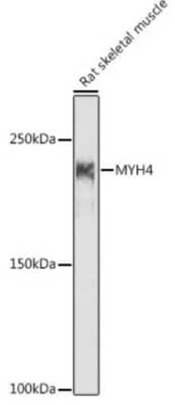 MYH4 Antibody - BSA Free, Novus Biologicals 100 &mu;g; Unconjugated:Antibodies,