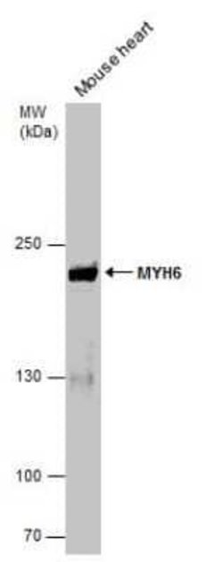MYH6 Antibody (GT565), Novus Biologicals 100 &mu;g | Buy Online | Novus Biologicals | Fisher Scientific
