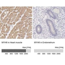 MYH6 Antibody, Novus Biologicals:Antibodies:Primary Antibodies