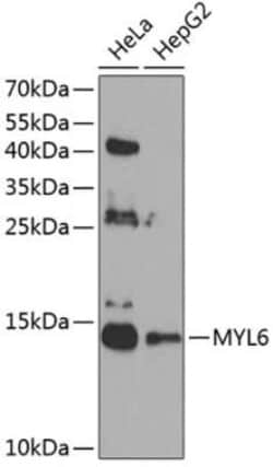 MYL6 Antibody - BSA Free, Novus Biologicals:Antibodies:Primary Antibodies