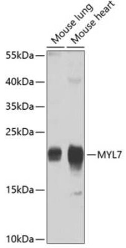 MYL7 Antibody - BSA Free, Novus Biologicals 0.1 mL, Unconjugated:Antibodies,
