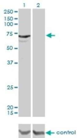 MYLK2 Antibody (2G1), Novus Biologicals 0.1 mg; Unconjugated:Antibodies,