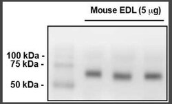 MYLK2 Antibody (2G1), Novus Biologicals 0.1 mg; Unconjugated:Antibodies,