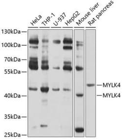 MYLK4 Antibody - BSA Free, Novus Biologicals 0.1 mL; Unconjugated:Antibodies,