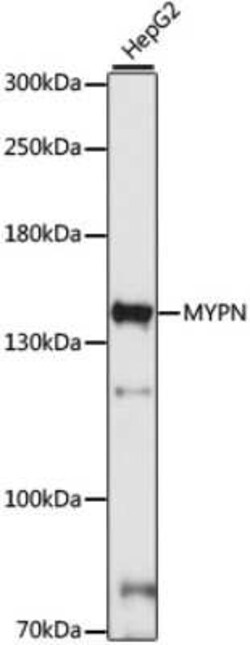 MYPN Antibody - Azide and BSA Free, Novus Biologicals:Antibodies:Primary