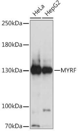 MYRF Antibody - Azide and BSA Free, Novus Biologicals:Antibodies:Primary