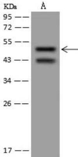 MYST1 Antibody, Novus Biologicals 100 &mu;g; Unconjugated:Antibodies, Polyclonal